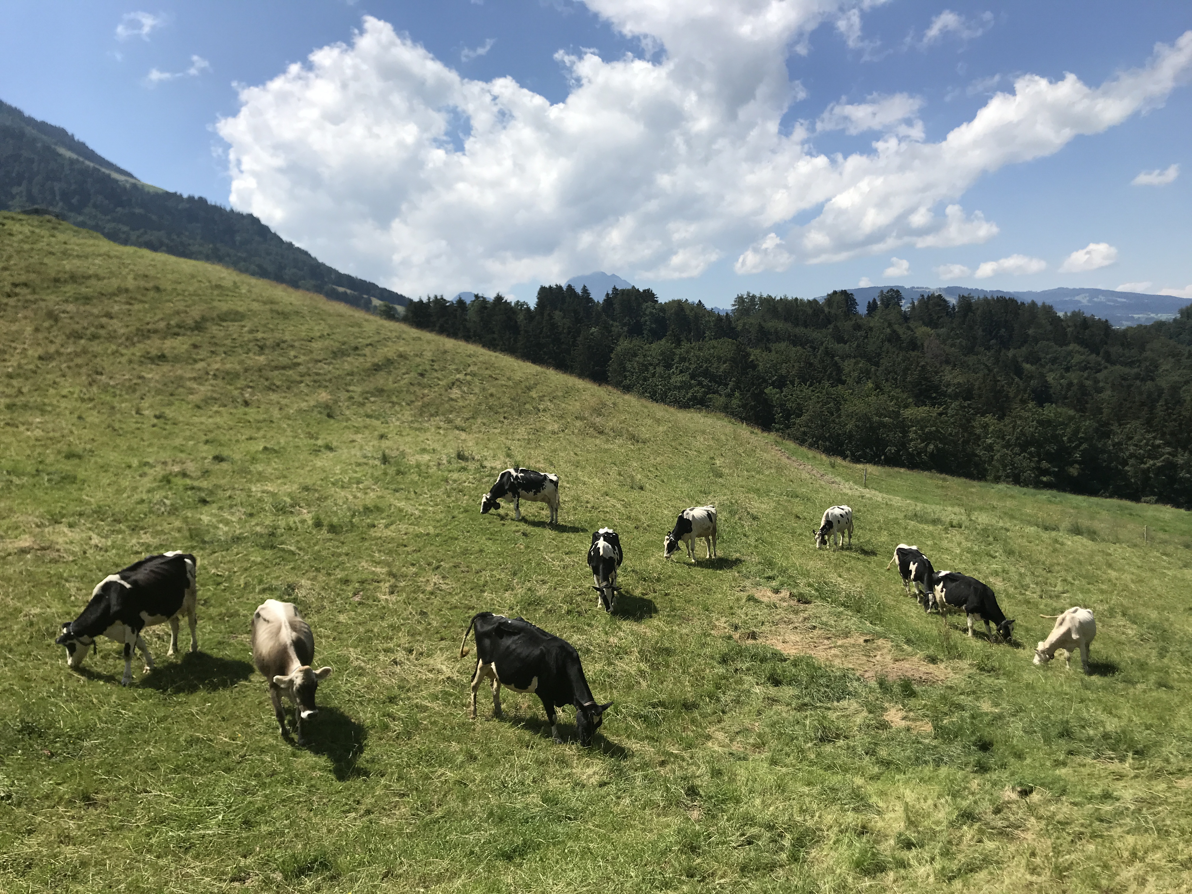 Les Gorges de la Jogne – Randonnée en famille à Gorges de la Jogne, Route  du Pessot, Broc, Suisse – Randos en Famille